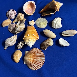 May include: A collection of various seashells in shades of tan, brown, white, and orange, scattered on a blue surface. The shells vary in size and shape, including spiral, fan, and rounded forms. Some shells have intricate patterns and textures.