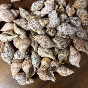 May include: A collection of various seashells with a spiral shape and a mix of tan, brown, and white colors. The shells have a textured surface and a striped pattern. The shells are of different sizes and shapes.