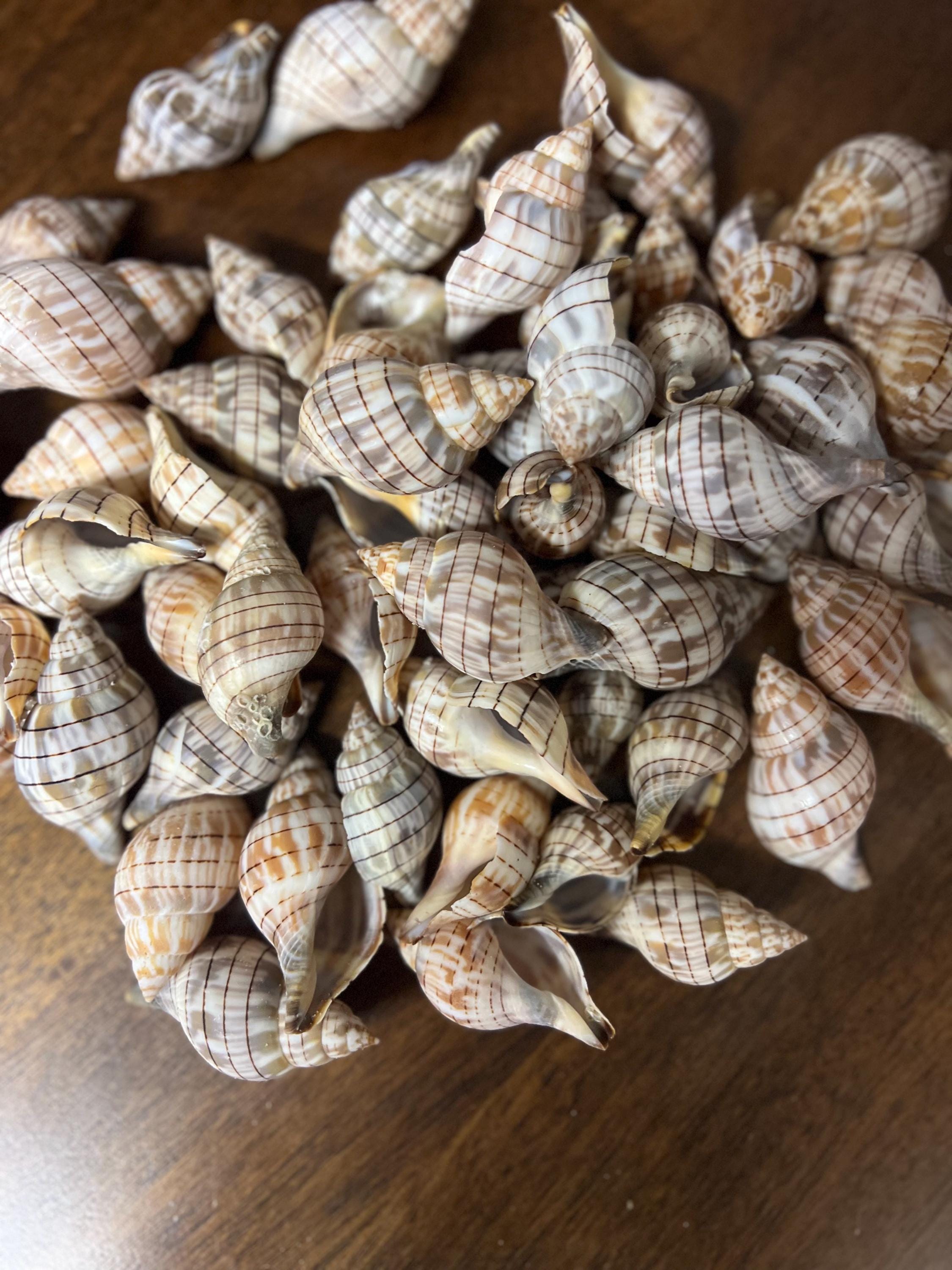Banded Tulip Shell, Lot of 20, 1/2 Pound, Gulf Coast of Florida - Etsy