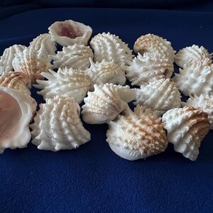 May include: A collection of white and light brown sea shells with textured, spiky surfaces and smooth, pale pink interiors. The shells are arranged in a cluster, displaying various shapes and sizes with intricate ridges and pointed protrusions.
