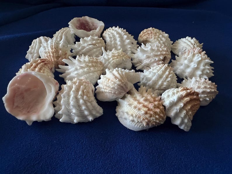 May include: A collection of white and light brown sea shells with textured, spiky surfaces and smooth, pale pink interiors. The shells are arranged in a cluster, displaying various shapes and sizes with intricate ridges and pointed protrusions.