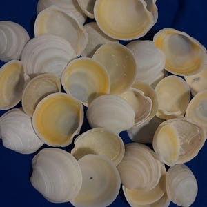 May include: A collection of numerous small, white bivalve seashells scattered together. Each shell features a smooth, rounded exterior and a concave interior, with many displaying soft, pale yellow or cream-colored gradients near the center.