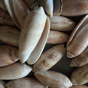 May include: A collection of elongated olive shells with smooth, glossy surfaces. The shells feature a cream-colored base with intricate, light brown mottled patterns and linear markings. Each shell has a narrow, open aperture running along its length.