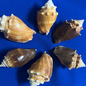 May include: Six seashells arranged in a circular pattern on a blue background. The shells vary in color from light tan to dark brown, with spiral patterns and textured surfaces. The shells are of different sizes and shapes.