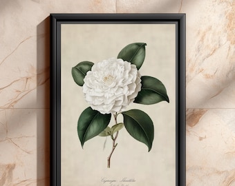 Antique White Camellia Botanical Art Print, Vintage Floral Wall Decor, Cottagecore Farmhouse And Living Room Home Decor Gift | B#62