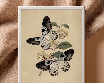 Antique Butterfly Illustration, Victorian Entomology Wall Art, Botanical Nature Print, Cottagecore Insect Decor | B#44.1