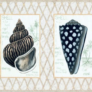 May include: Two framed illustrations of seashells. One shell is striped brown and black, the other is black with white spots. Text includes "SHELL" and scientific names. Background is a diamond pattern.