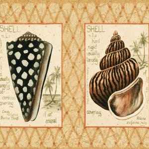 Vintage Seashell Scientific Illustration Wallpaper Border – Coastal Natural History Wall Trim
