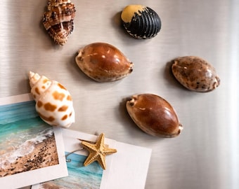 Set of 5 Seashell Magnets – Coastal Fridge Decor – Natural Shell Magnets – Beach House Gift