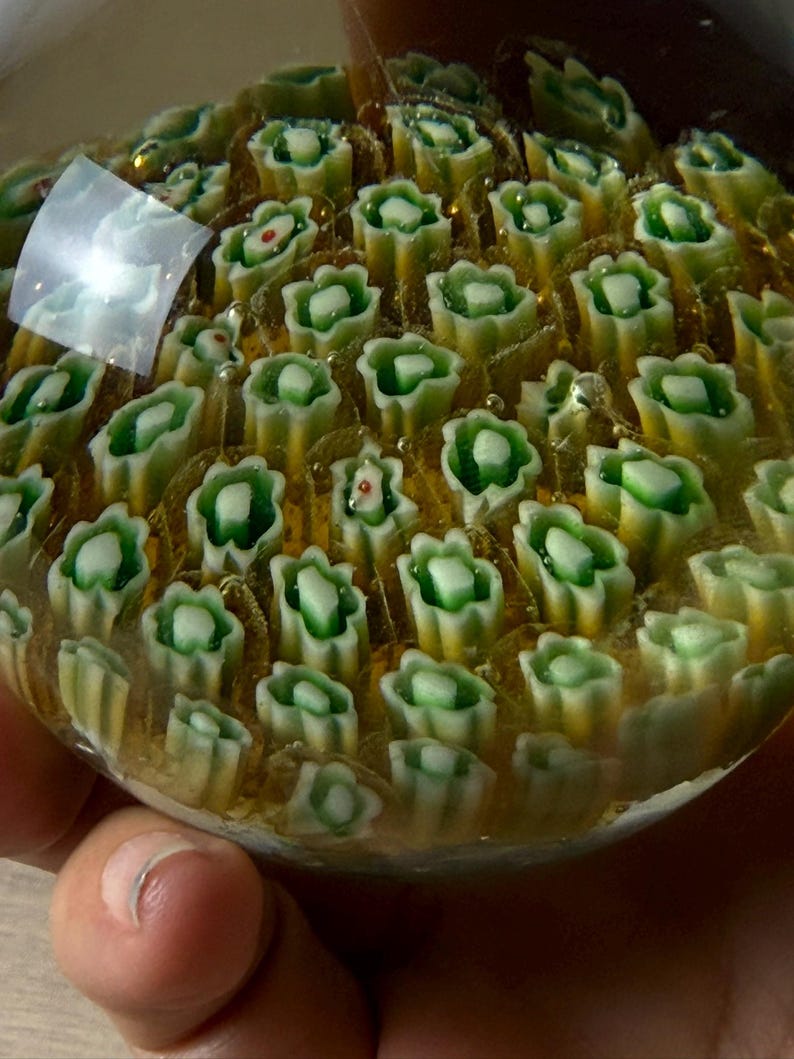 Puede incluir: Un pisapapeles de vidrio transparente que contiene numerosas varillas florales incrustadas al estilo millefiori. Cada varilla presenta un dise&ntilde;o de p&eacute;talos en capas blancas y verdes, con algunos centros mostrando un peque&ntilde;o punto rojo, todo suspendido en una base de vidrio &aacute;mbar dorado.
