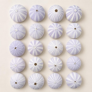 Pode incluir: Uma coleção de dezasseis conchas de ouriço-do-mar. Cada concha é de cor lavanda pálida com listras brancas que irradiam do centro. As conchas estão dispostas num padrão de grade num fundo neutro.