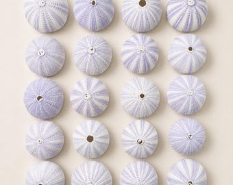 May include: Sixteen sea urchin shells in a grid arrangement. The shells are a pale lavender hue with white stripes. The shells' diameters are approximately 5-7 cm. The background is a neutral, off-white colour.