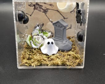 Graveyard jumping spider sling enclosure 3x3x3 ( my daughter made this one)