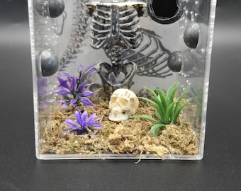 Ribcage jumping spider sling enclosure ( my daughter made it )