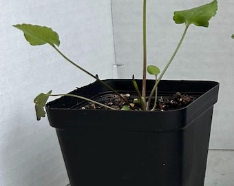 Skirret seedling/starter plant--edible perennial root vegetable