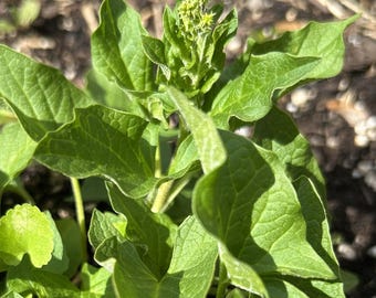 Good King Henry perennial live plant/seedling | Lincolnshire spinach | permaculture food forest gardens
