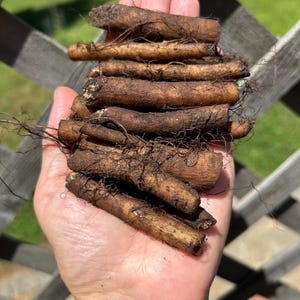 May include: A collection of harvested brown, cylindrical plant roots with a rough, textured surface and fine, dark root hairs attached. The roots are stacked horizontally, showing earthy tones and organic, irregular shapes throughout the cluster.