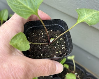 Good King Henry perennial spinach live plant/seedling | 2 inch pot | permaculture food forest gardens