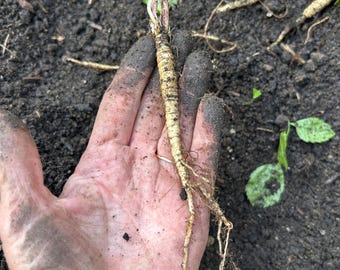 Skirret Live Plant – Hardy Perennial Root Vegetable (Sium sisarum) (Bare-Root Seedling)