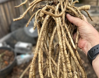 25/50/100 Skirret seeds (Sium sisarum) heirloom medieval perennial permaculture garden root vegetable (cold stratified and ready to plant)