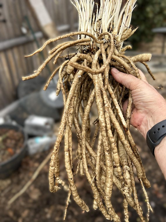 Skirret Seeds: Heirloom Medieval Root Vegetable for Permaculture Gardens (Ready to Plant)