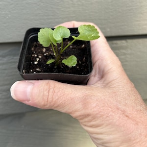 May include: A small green plant with round leaves is held in a black square pot. The plant has several leaves and is in dark soil. The pot is held in a hand against a gray background.