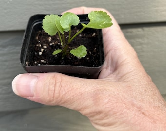 Skirret seedling/starter plant in 2 inch pot--edible perennial root vegetable