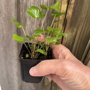 Skirret seedling/starter plant in 2 inch pot--edible perennial root vegetable