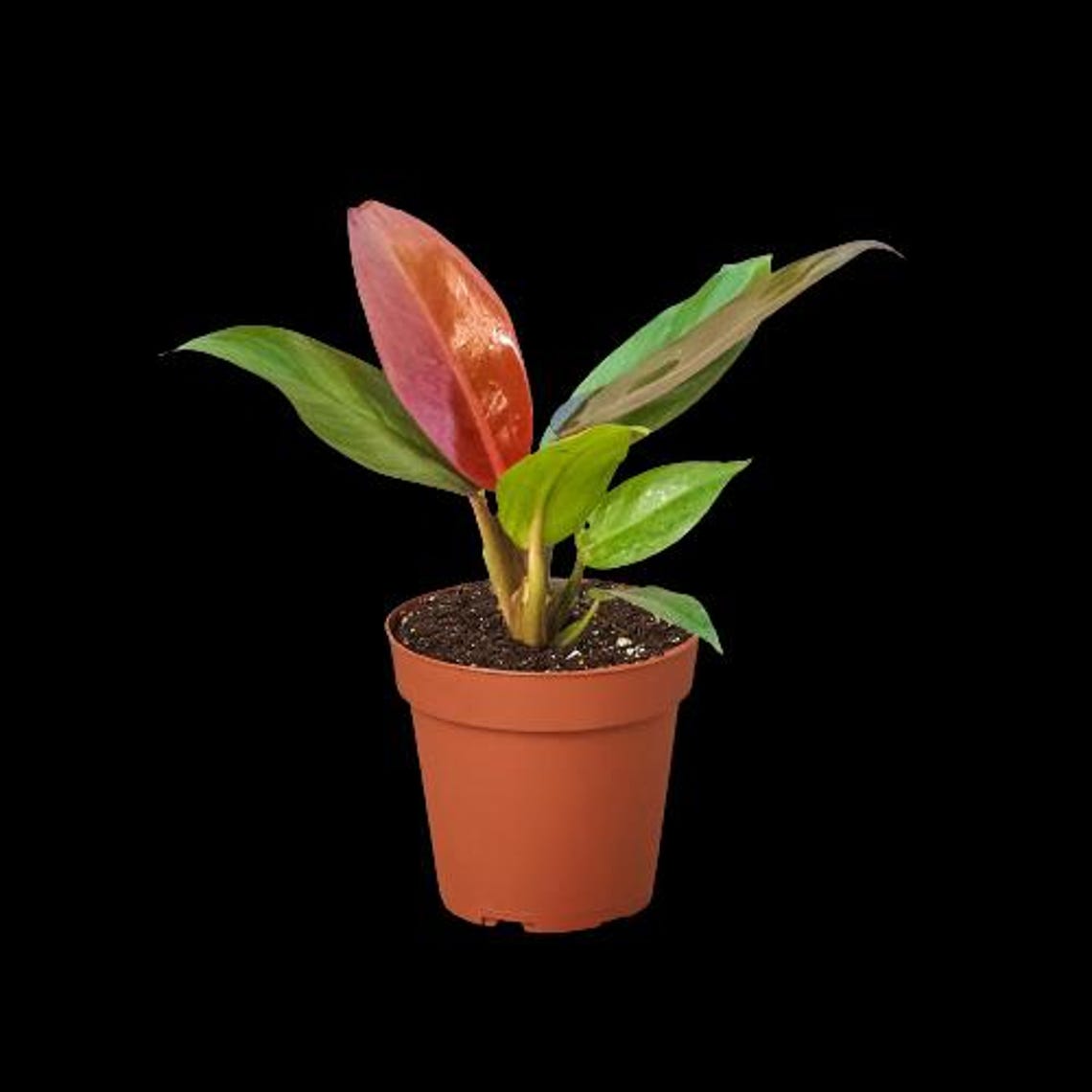 Philodendron 'Sun Red'