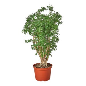 Aralia Ming Stump Plant | Evergreen Indoor Tree | House Plant Shop
