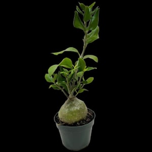 May include: A small potted plant with vibrant green leaves and a bulbous base. The plant is in a dark green plastic pot against a black background. The plant's leaves are a bright green color.