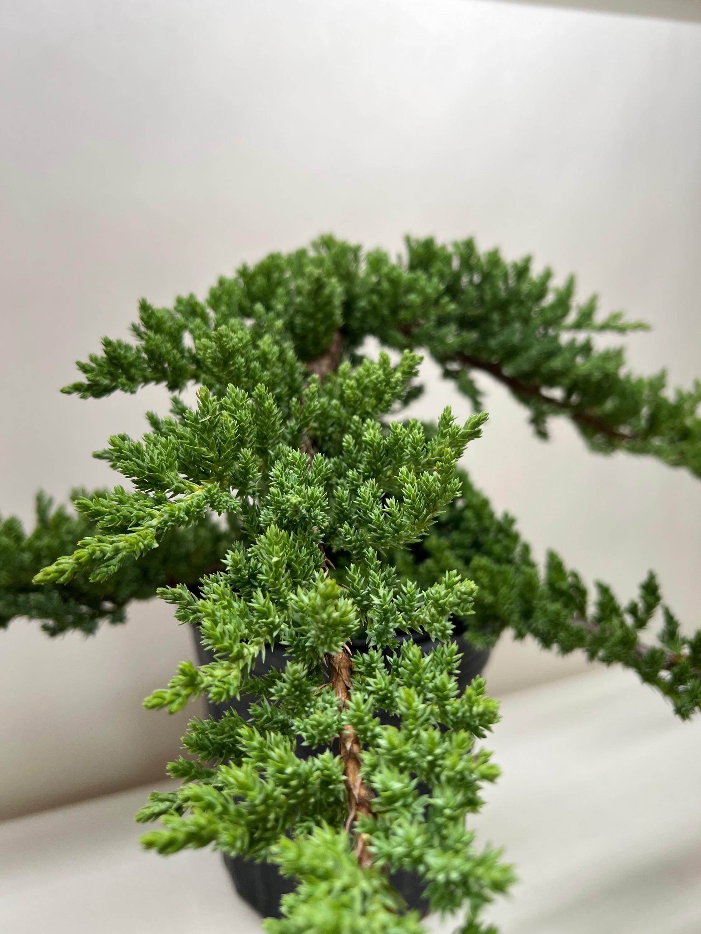 Bonsai Juniper Tree: Miniature Living Art for Garden Mindfulness