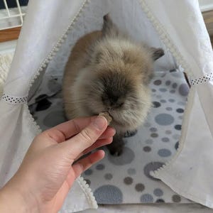May include: A small, fluffy brown rabbit inside a white teepee-shaped pet bed. The bed has a gray and white patterned blanket. A hand is offering the rabbit a treat.