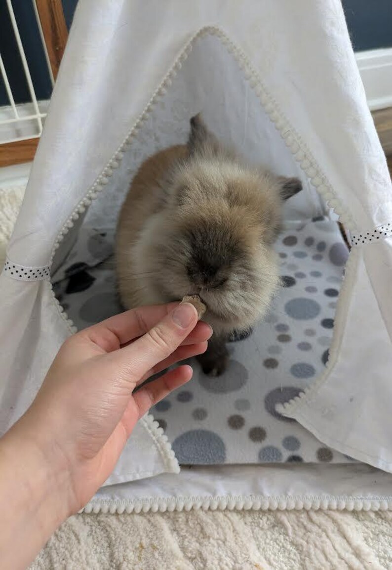 May include: A small, fluffy brown rabbit inside a white teepee-shaped pet bed. The bed has a gray and white patterned blanket. A hand is offering the rabbit a treat.