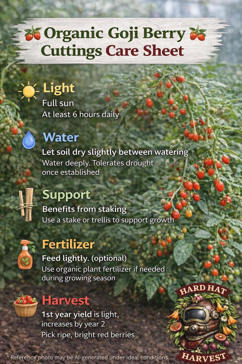 Organic Goji Berry Plant – Rooted Cutting, Lycium Barbarum, Edible ...