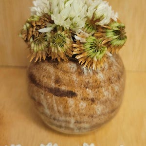 May include: A small, round, ceramic vase with a mottled brown and cream glaze. The vase is filled with a cluster of white clover flowers, some of which are in full bloom while others are beginning to dry and turn brown at the edges.