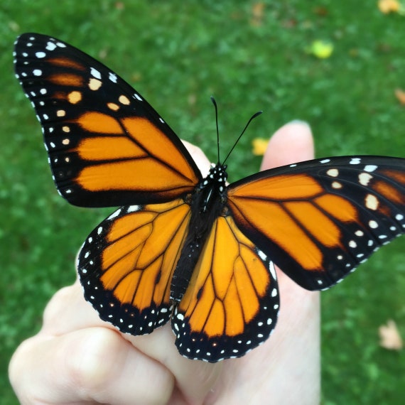 Monarch Butterfly Wing Sterling Silver Circle Bracelet One-of-a-Kind