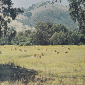 以下が含まれることがあります： オーストラリアのビクトリア州への旅行のヴィンテージパンフレット。パンフレットには、なだらかな丘、緑の草原、木々のある美しい風景が描かれています。パンフレットの上部には、黄色で「VICTORIA AROUND AUSTRALIA PROGRAM」というテキストが印刷されています。