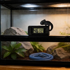 May include: A black digital thermometer and hygrometer featuring a chameleon-shaped accent on the top right corner. The screen displays 46% humidity and 23.0 degrees Celsius. The device is positioned inside a glass terrarium with rocks and plants.