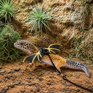 Op de afbeelding: Een luipaardgekko met geel en zwart gevlekte huid draagt een zwart tuigje met decoratieve draakachtige vleugels met goudkleurige randen. Een dunne zwarte riem is aan het tuigje bevestigd en loopt vanaf de rug van de hagedis.