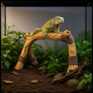 May include: A green iguana perched on a decorative, arched wooden branch inside a glass terrarium. The branch is supported by two vertical posts wrapped with brown rope. The terrarium is filled with soil, green plants, and rocks.