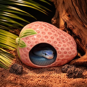 Peut inclure: Un serpent bleu émerge d'une cachette en forme de fraise en céramique rose. La fraise a une surface texturée avec de petites indentations rondes et des feuilles vertes. La tête du serpent est visible, avec un corps bleu.