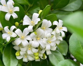 Semillas de jazmín naranja (Murraya paniculata): arbusto perenne fragante para jardín y bonsái.