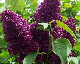 Semillas de clavo de olor para jardines, bonsáis y plantación en patios.