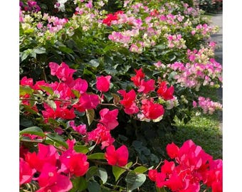 Semi di bouganville di colori misti: fioriture resistenti al calore per un paesaggio colorato tutto l'anno.