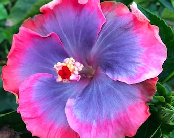 Semillas de hibisco rosa gigante (variedad híbrida MOSCHEUTUS MAXMIA)