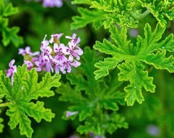 Semillas de citronela (planta antimosquitos) – Repelente natural de insectos – Aroma fragante a hierba limón