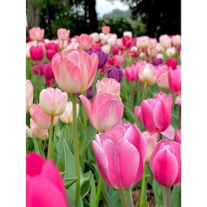 Könnte beinhalten: Ein lebendiges Feld mit Tulpen in verschiedenen Rosa-, Weiß- und Lilatönen. Die Blumen stehen in voller Blüte, mit grünen Stielen und Blättern. Der Hintergrund ist verschwommen und deutet auf eine natürliche Umgebung im Freien hin.
