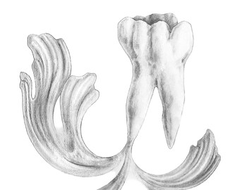 TOOTH with scrollwork- human anatomy, medical drawing, scientific art