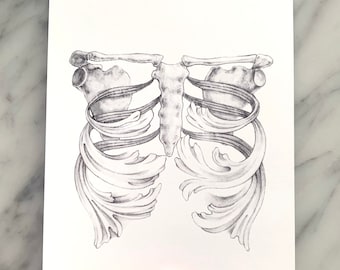 CLAVICLE with scrollwork- human anatomy, medical drawing, scientific art